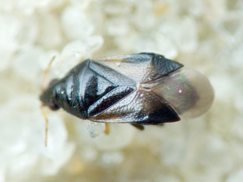 Anthocoridae Fieber, 1837
